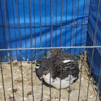 بلدرچین مینیاتوری