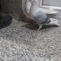 کبوترپلاکی|پرنده|فلاورجان, |دیوار