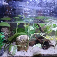 انواع ماهی های زینتی،گوپی،پلاتی،مولی و کوپی زیبا|ماهی|مشهد, طبرسی شمالی|دیوار