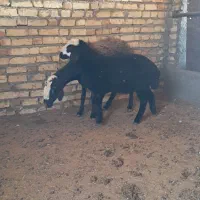 میش شال با بره ۲۰ کیلویی|حیوانات مزرعه|قزوین, |دیوار