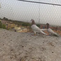 دوجفت جفتی جفتگاه هفرنگ