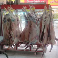 گوشت گوساله جوانه و ماده و گوسفندی.