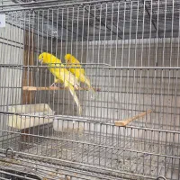 قناری رسمی بلند فری گلاستر موزاییکی|پرنده|قم, سیدان|دیوار