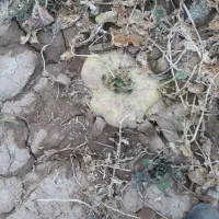 شلغم چقندر|عمده‌فروشی|قائن, |دیوار