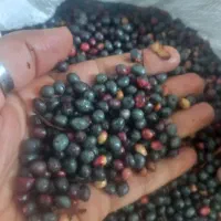 گلخنگ یا پسته کوهی