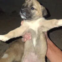 ماده اشپیتز|سگ|کرمانشاه, |دیوار