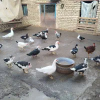 اردک اسرائیلی