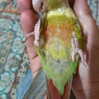 طوطی گرینچیک آناناسی|پرنده|فردیس, داوری|دیوار