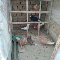 کفتر|پرنده|تربت‌حیدریه, قائم|دیوار