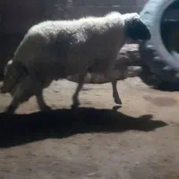 قوچ|حیوانات مزرعه|اسلام‌‌آباد غرب, |دیوار