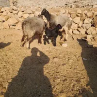 دوعدد میش داشتی