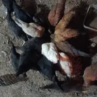 جوجه محلی