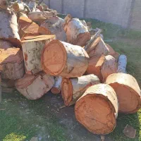 خرید وبرش انواع درختان|خدمات باغبانی و درختکاری|اهواز, زیتون کارمندی|دیوار