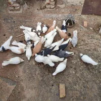 کفتر زرد دم سفید خال سیاه دار یک جفت ساده و طوقی