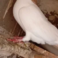 کبوتر|پرنده|شوشتر, |دیوار