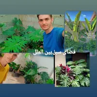 فضای سبز محوطه سازی