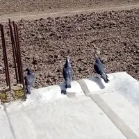 کبوتر گمشده در همت اباد