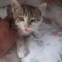 گربه|گربه|نیشابور, باغرود|دیوار