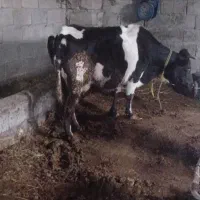 گاو گوشتی کیلوی ۲۷۵۰۰۰