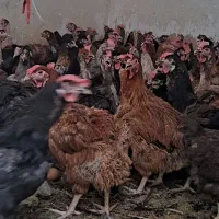 مرغ و خروس محلی هر تعداد بخواید موجوده