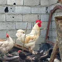 خروس درشت پاپر