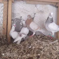 کبوتر جفتگاهی فروشی