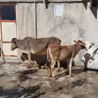گاو با گوساله