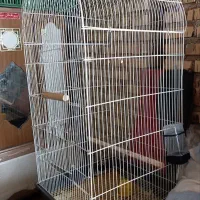 فروش قفس عروس هلندی با لوازم