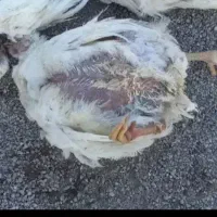 غذا برای سگ م ی خ  ا  م