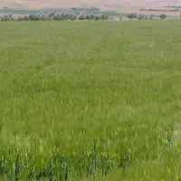 یک‌ابیار‌کاربلد