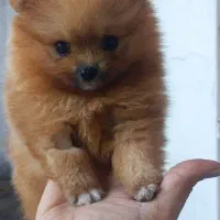 سگ پامر خرسی