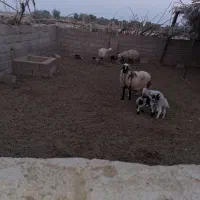 اعلام نیاز به فرد چوپان وپرواربند دامداری سبک