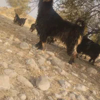 پازن مست و سرحال