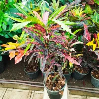 کروتون ،گل وگیاه آپارتمانی