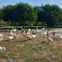 قوغاز  لیندا و آفریقایی جوان برای تخم گذاری|حیوانات مزرعه|زرگرشهر, |دیوار