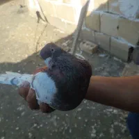 کبوتر