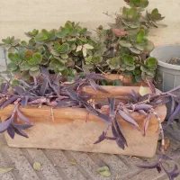 گل فقط ۷۰ تومان|گل و گیاه طبیعی|سبزوار, فیاض|دیوار