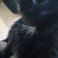 سگ سیاه  و سفید اشپیتز