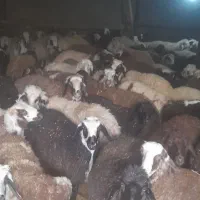 ۵۰ تا بره نر بفروش میرسد|حیوانات مزرعه|الیگودرز, |دیوار