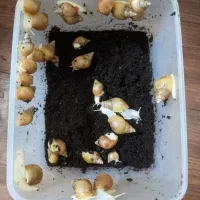 حلزون|خزنده|ساوه, |دیوار