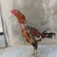 خروس لاری