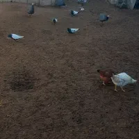 کبوتر|پرنده|گرمخان, |دیوار