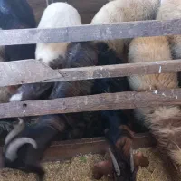 گوسفند زنده قصابی و نذری موجود میباشد|حیوانات مزرعه|فومن, |دیوار