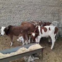 گاو ی گوساله نر در شادگان|حیوانات مزرعه|شادگان, |دیوار