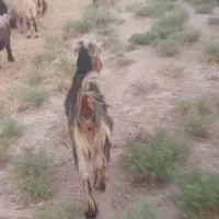 ۴عدد بز