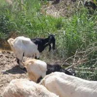 بز گوسفند بره گاو شادگان