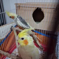 جفت طوطی عروس