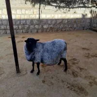 گوسفند رومانوف|حیوانات مزرعه|کوزران, |دیوار