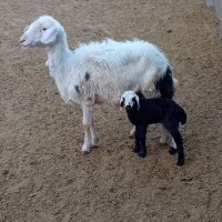 یه میش و بره و دوتا شیشک پلنگی