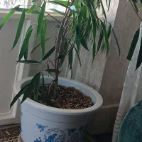 گل طبیعی|گل و گیاه طبیعی|تربتحیدریه, مظفریه|دیوار